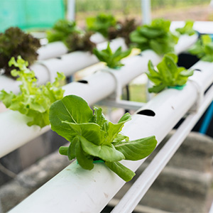 Bild einer Pflanze im Hydroponiksystem